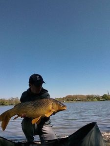 Common Carp
