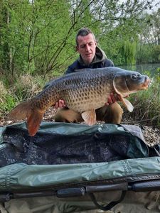 Common Carp