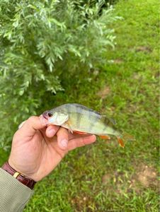 European Perch
