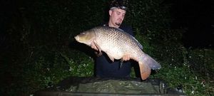 Common Carp