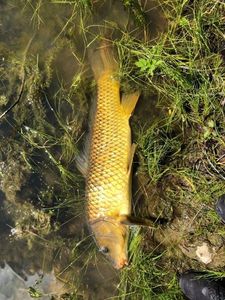 Common Carp