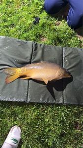 Leather Carp