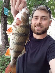 European Perch