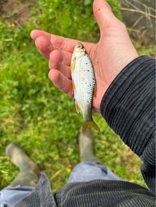 Roach