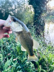 Largemouth Bass