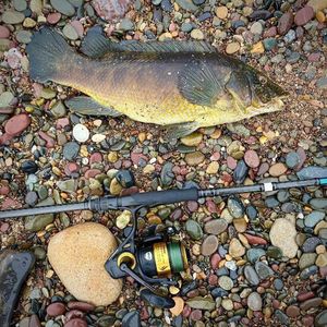 Ballan Wrasse