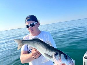 European Bass (Seabass)