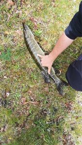 Northern Pike
