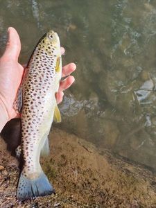 Brown Trout