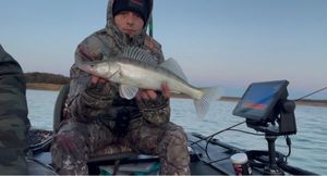 Zander