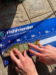 European Perch
