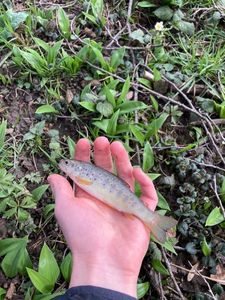 Brown Trout