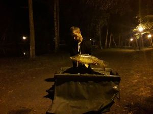 Mirror Carp