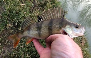 European Perch