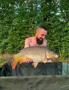 Common Carp