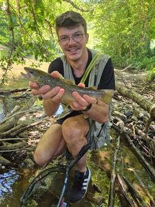 Brown Trout