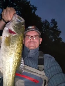 Largemouth Bass