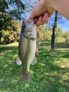 Largemouth Bass