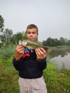 Largemouth Bass