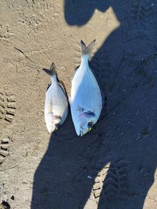 Gilthead Seabream