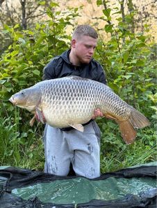 Common Carp