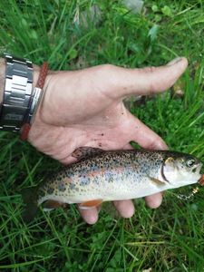 Brown Trout