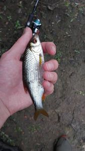 Roach
