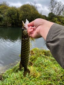 Northern Pike