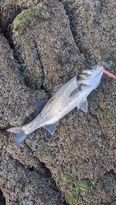 European Bass (Seabass)