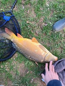 Mirror Carp