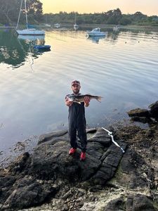 European Bass (Seabass)