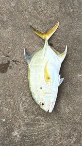 Crevalle Jack
