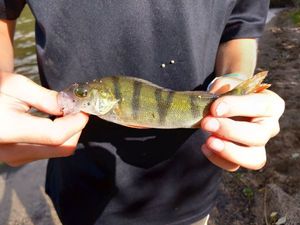 European Perch