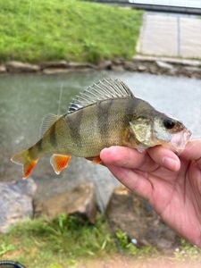 European Perch