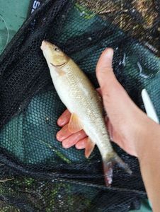 Barbel