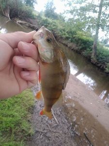 European Perch