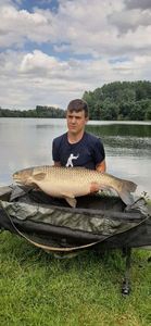 Grass Carp