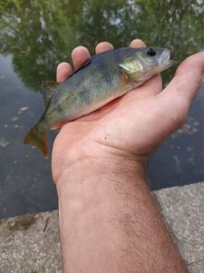 European Perch