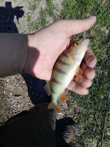 European Perch