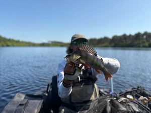 European Perch
