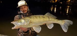 Zander