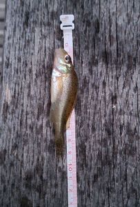 Ruffe
