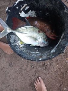 Mangrove Red Snapper