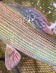 Grayling