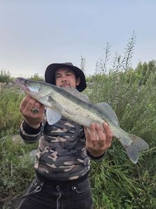 Zander