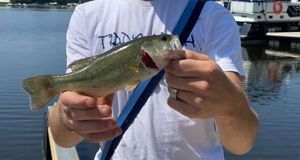 Largemouth Bass