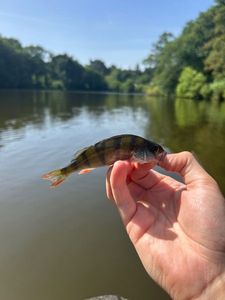 European Perch