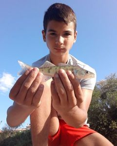 Zander