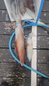European Squid