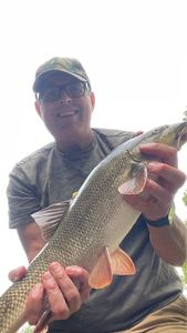 Barbel